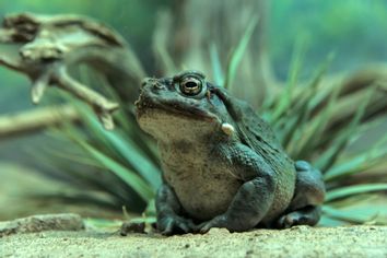 Sonoran Desert Toad