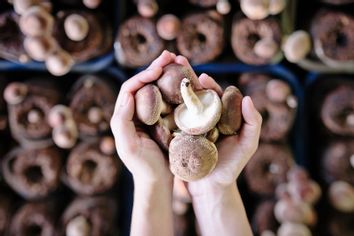 Hand holding mushrooms