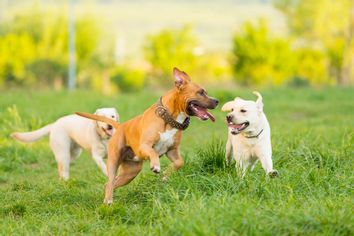 Three dogs playing in a green field in a sunny afternoon
