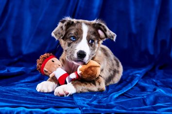 Puppy Bowl