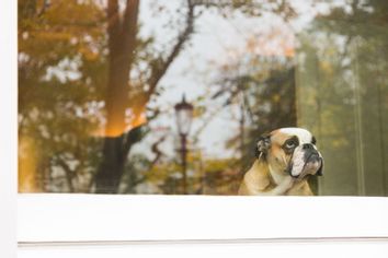 Dog looking out the window