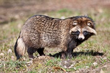 Raccoon Dog (Nyctereutes procyonoides)