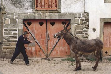 Man pulling stubborn donkey
