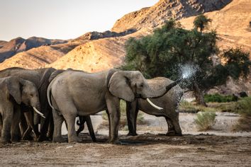 Secrets Of The Elephants