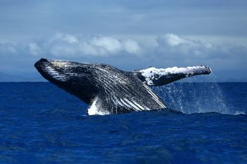 Jumping humpback whale