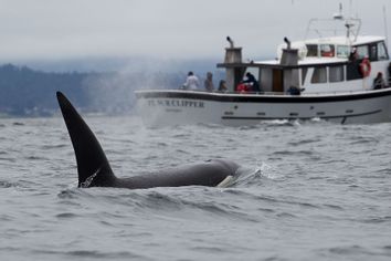 Killer Whale near a boat