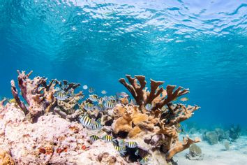 Coral Reef