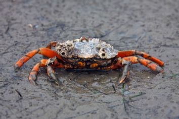 European shore crab / green crab (Carcinus maenas), alien invasive species at low tide.