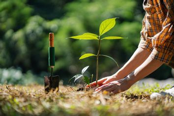 Volunteer planting a tree