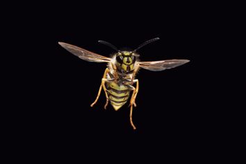Wasp in flight