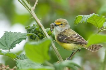 White-eyed Vireo