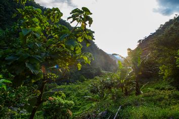 Lush valley in the Columbian jungle