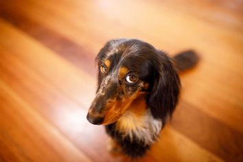 Cute dog with guilty face