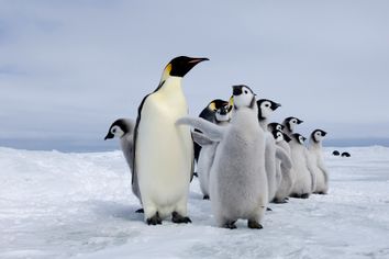 emperor penguins