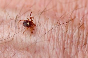 Lone Star Tick (Amblyomma americanum) on human skin