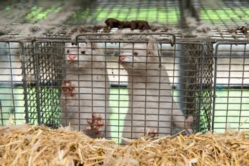 Mink fur farm