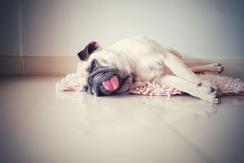 Cute pug dog sleeping on the floor