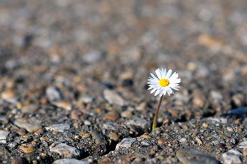 Daisy coming out of cracked earth