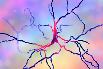 Dopaminergic neurons are brain cells whose primary neurotransmitter is dopamine.