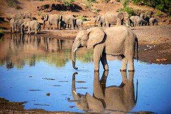 African elephant