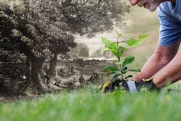 American Chestnut Tree