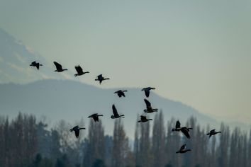 Cackling geese (Branta hutchinsii) flying