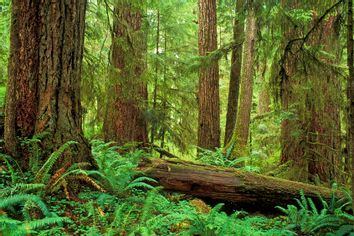 Old-growth forest Olympic National Forest Washington