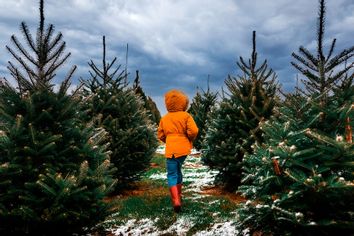 Walking through a Christmas tree farm