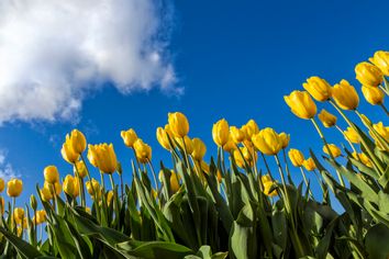 tulips; flowers