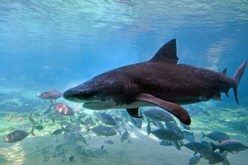 Bull shark swims in Gold Coast Australia