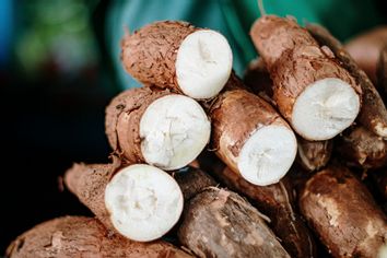 Cassava plants