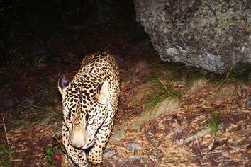 El Jefe the Jaguar caught on remote-sensor camera in 2015 