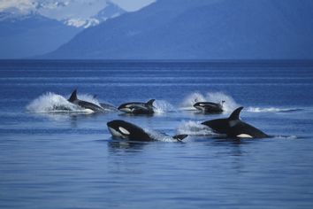 Orcas Killer Whales