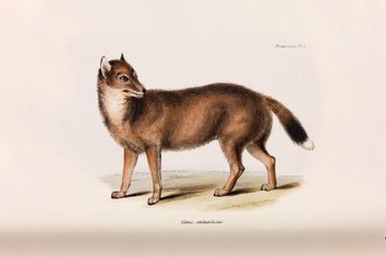 Charles Darwin Illustration Falkland Island Dog Fox Wolf