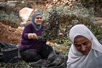 Palestinian woman shakes olives