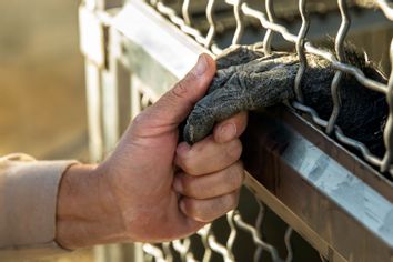 Holding the hand of a Chimpanzee