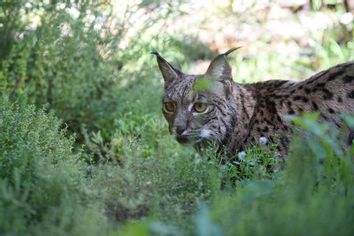 Iberian lynx