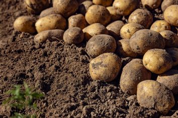 Potatoes