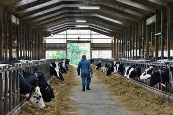 Dairy Farm Cattle Cows Worker