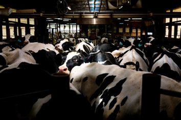 Dairy Farm Cows