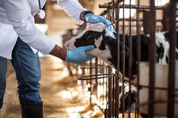 Vet looking at a calf on a farm