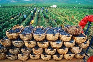 Burgundy France Harvesting grapes in vineyards