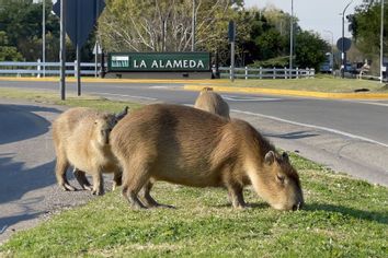 Capybaras