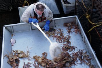 Fisherman sorting Snow Crabs