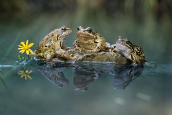 Frogs sitting on a rock