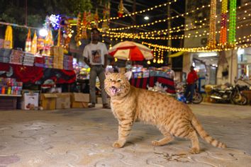 Orange cat in New Delhi