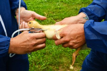 duckling is vaccinated agains flu bird flu