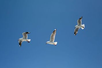 Seagulls Flying