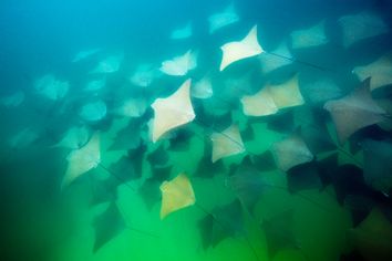 School of Pacific Cownose Ray Rhinoptera steindachneri