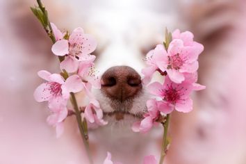 Dog nose between pink cherry blossoms